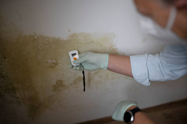 Monett, MO Mold Removal Company